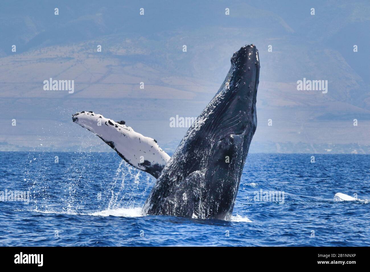 lLarge powerful humback whale breachin exuberantly. Stock Photo