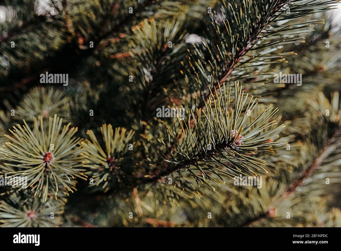 spiny branches of a green Christmas tree with small cones Stock Photo ...