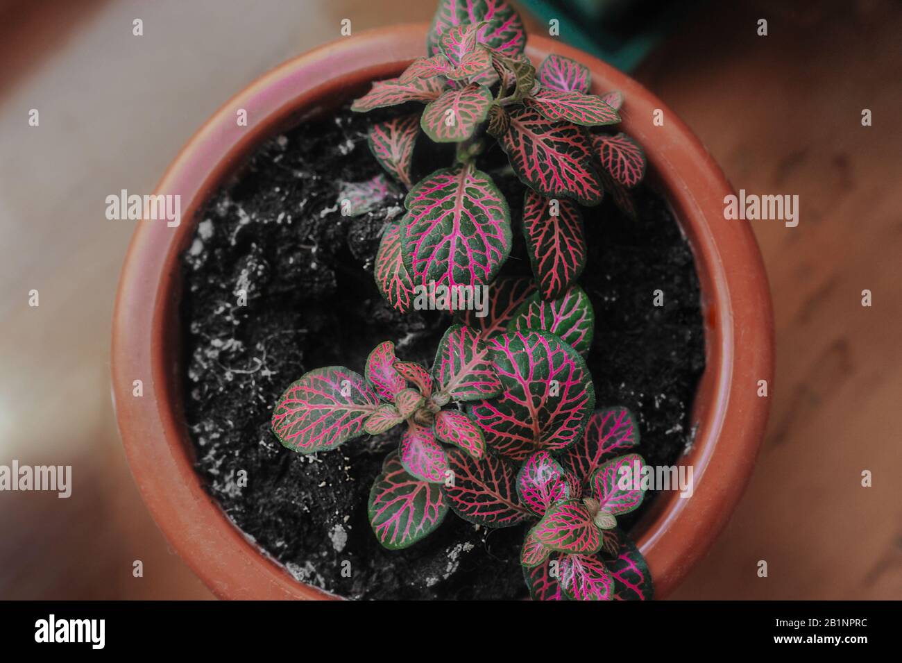 home gardening in full bloom, blossoming pink fittonia flowers grow from a pot in domestic conditions top view Stock Photo