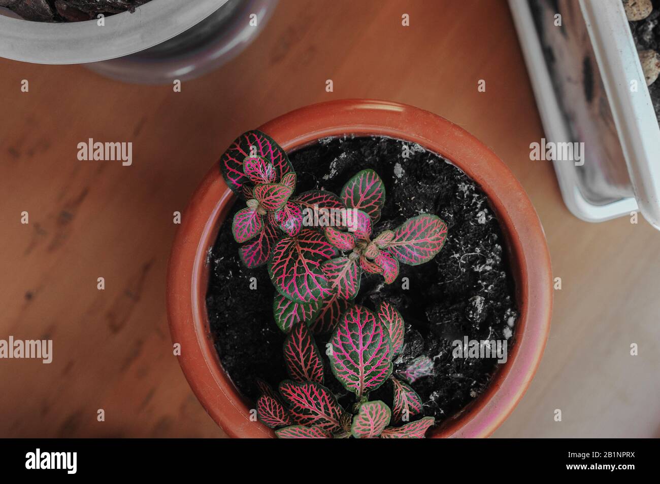 growing flowers and growing at home, a top view of the gardener's desk, a fittonia in a pot with green leaves and pink veins Stock Photo