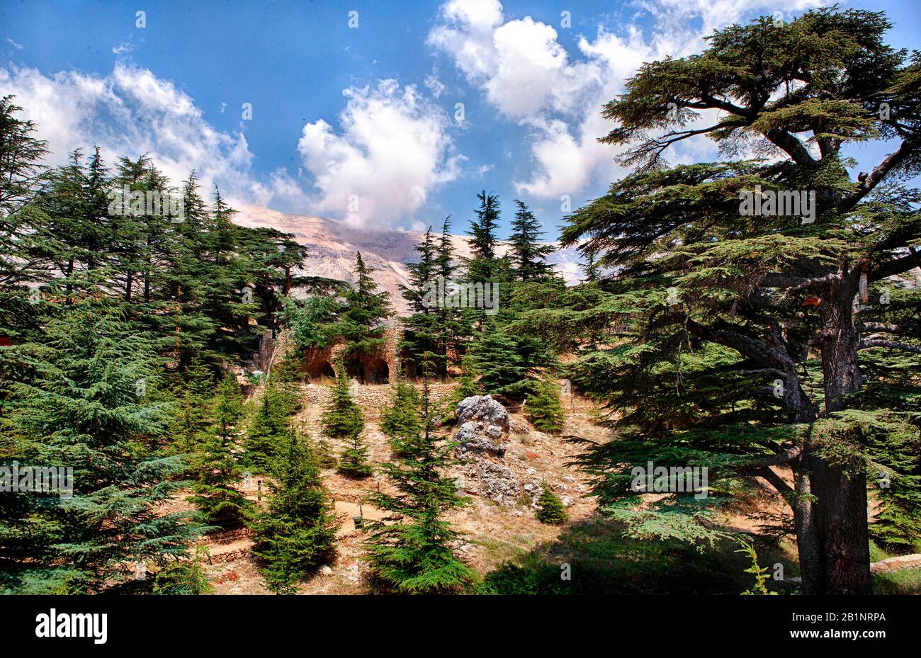 View of cedar forest and Lebanon Mountains above Bsharri (Bcharre) and