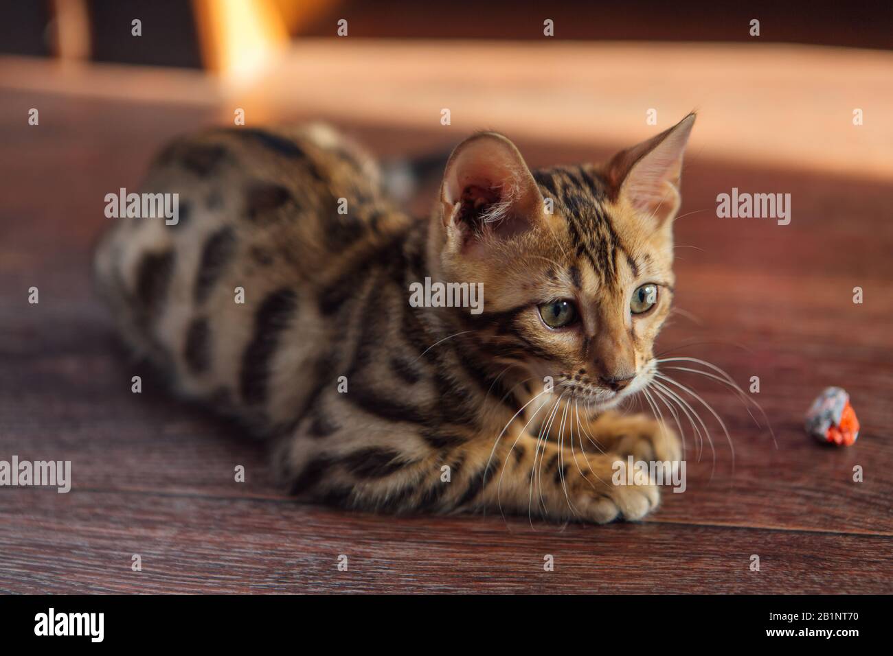 Cute bengal kitty cat laying on the floor at home Stock Photo - Alamy