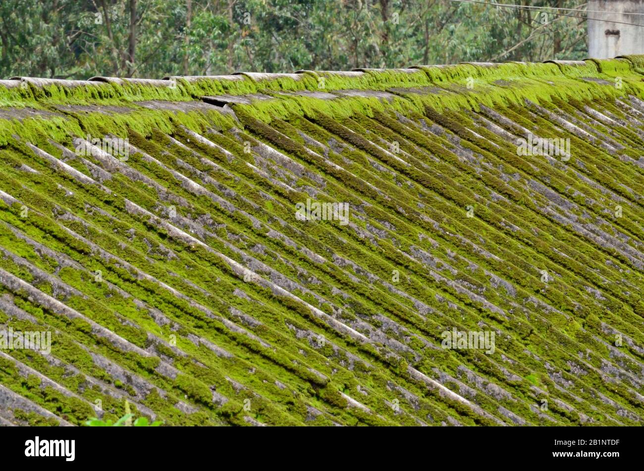 Beautiful Green Nature Wildlife Landscape at Indira Gandhi Wildlife Sanctuary Tamilnadu India Stock Photo