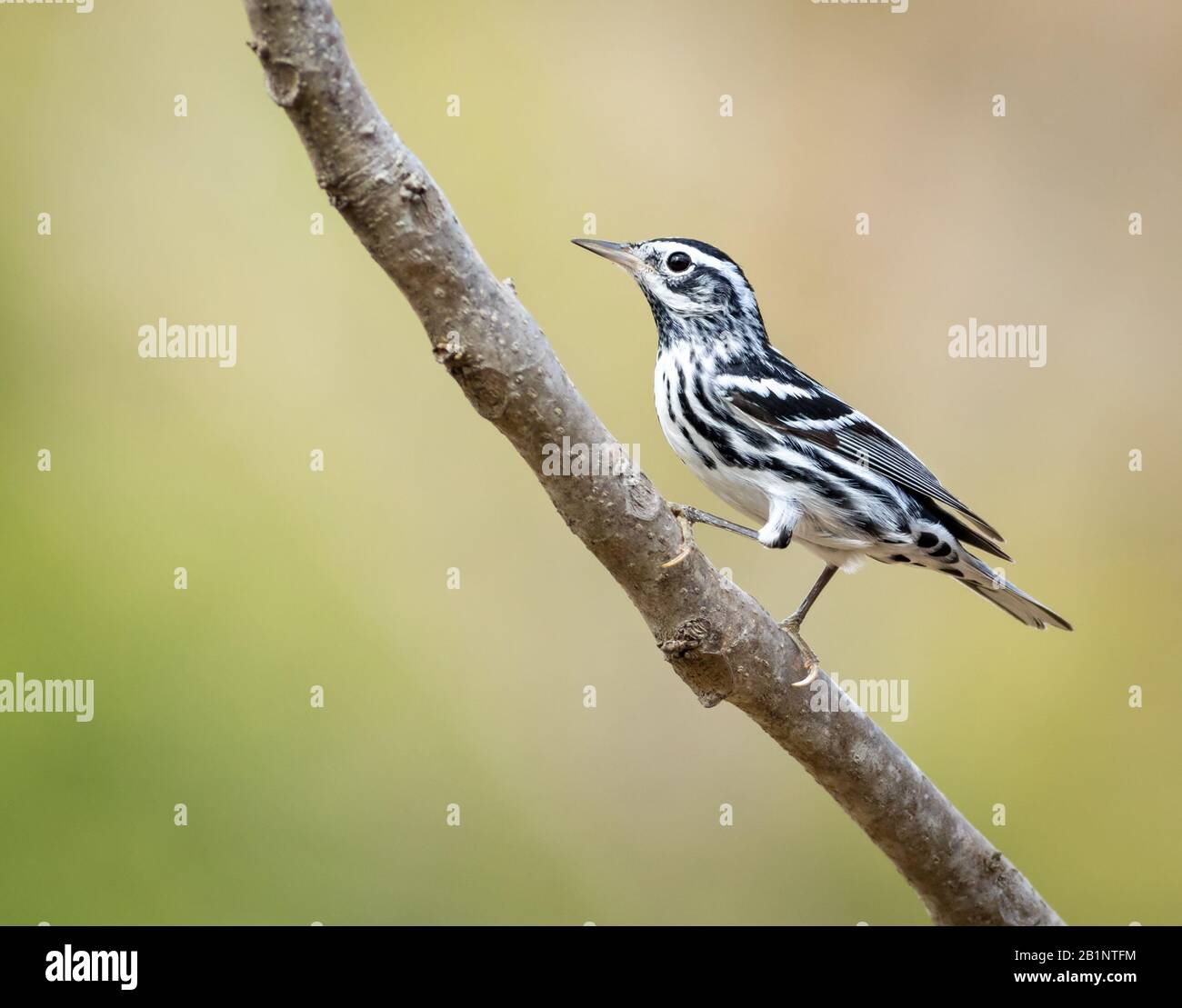 The Black-and-White Warbler is a migratory warbler which breeds in North America and winters in northern South America, and mainland Central America Stock Photo