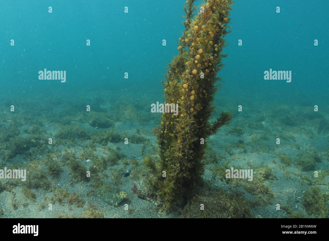 Lonely Carpophyllum weed with clearly visible bubble floats growing from flat sea bottom. Stock Photo