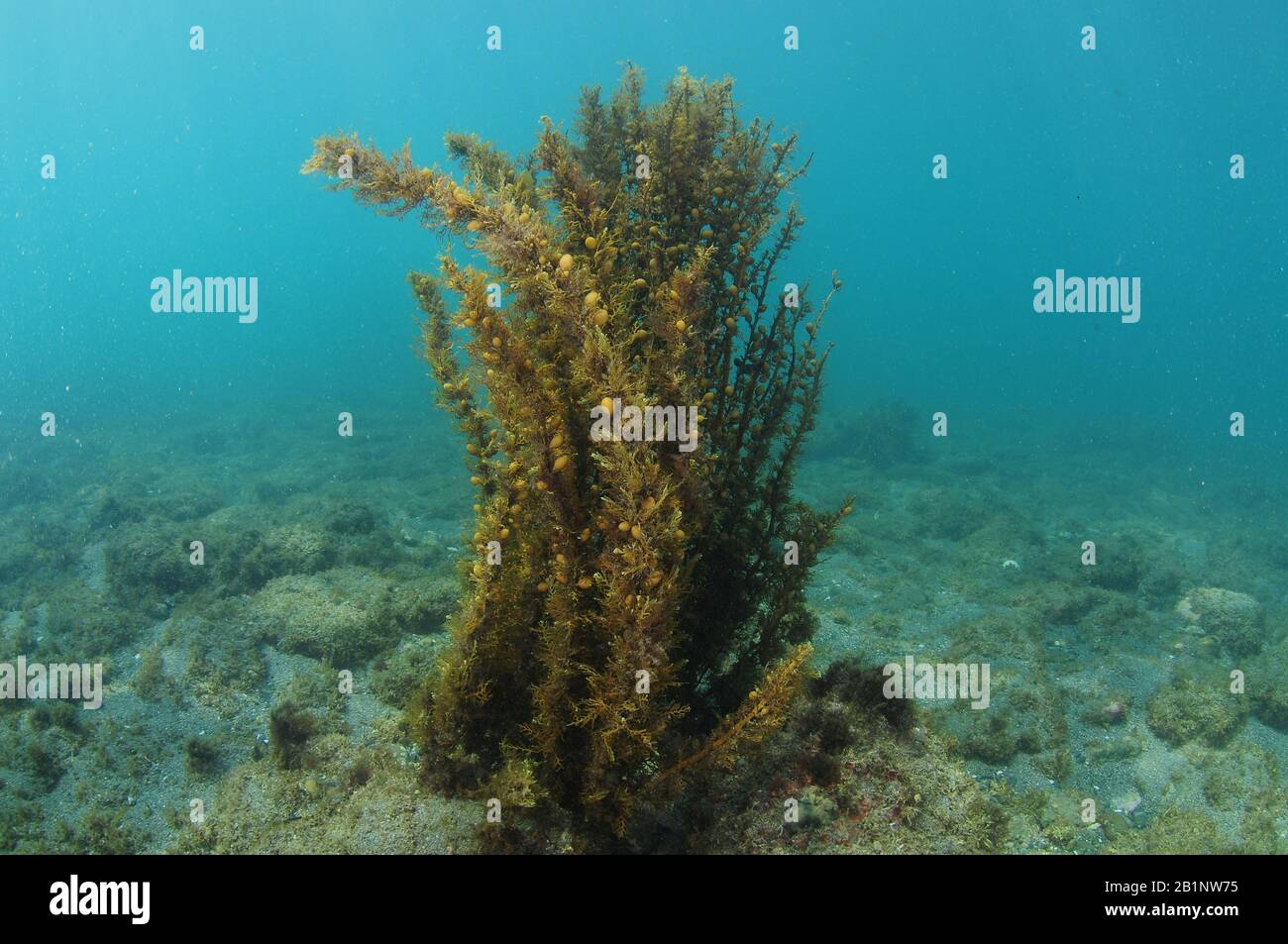 Carpophyllum sea weeds with clearly visible bubble floats growing from flat sea bottom. Stock Photo