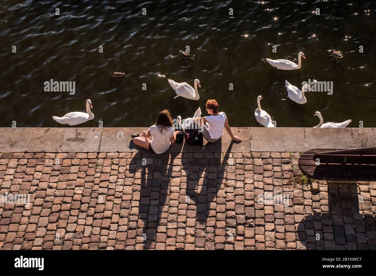 Friends amd White swans Vltava river, Prague, Czech Republic Stock Photo