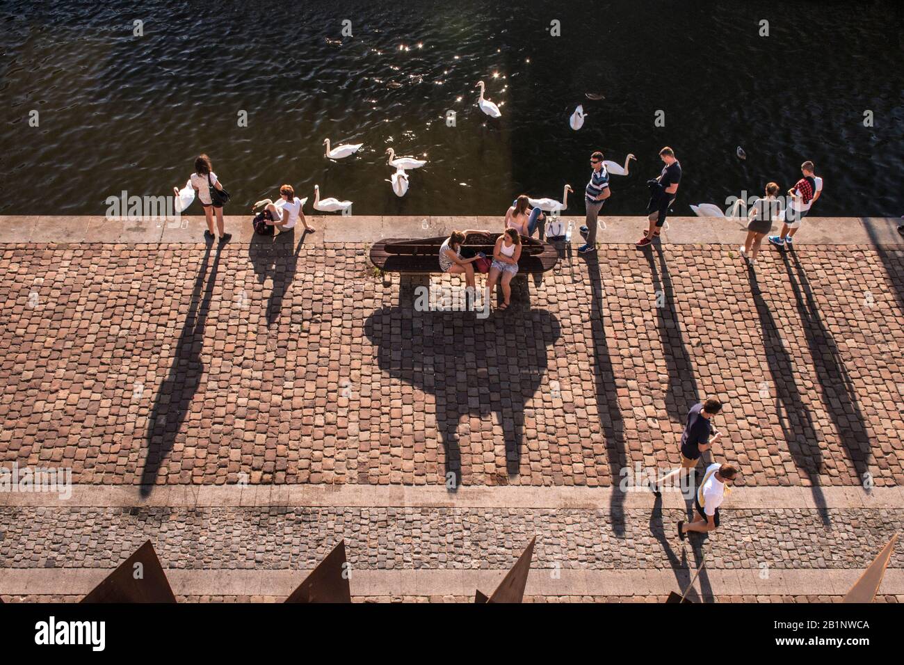 People and White swans Vltava river, Prague, Czech Republic Stock Photo