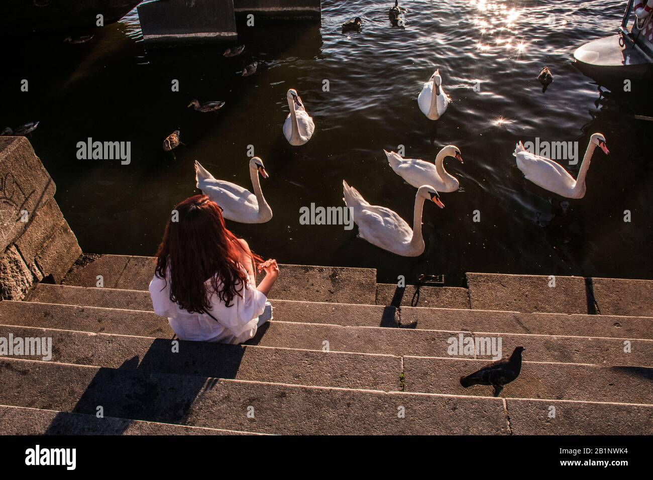 White swans Vltava river, Prague, Czech Republic Stock Photo