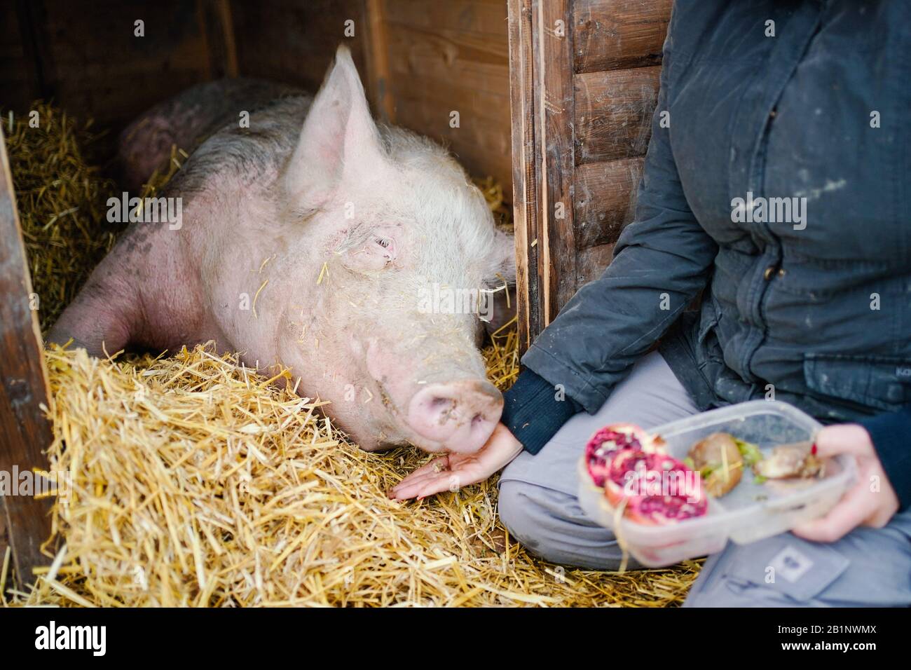 Worms, Germany. 26th Feb, 2020. Vanessa Faß, operator of a private mercy farm, feeds fattening pig 'Lotta' with fruit on the grounds of the mercy farm. The animal had been found smeared with soccer slogans on a sports field in Mannheim last year before the third league derby between Kaiserslautern and Mannheim. On Saturday (29.02.) the return match will take place in Mannheim's Carl-Benz-Stadium. (to dpa-KORR: ''No place for hate': FCK before explosive Southwest Derby in Mannheim') Credit: Uwe Anspach/dpa/Alamy Live News Stock Photo