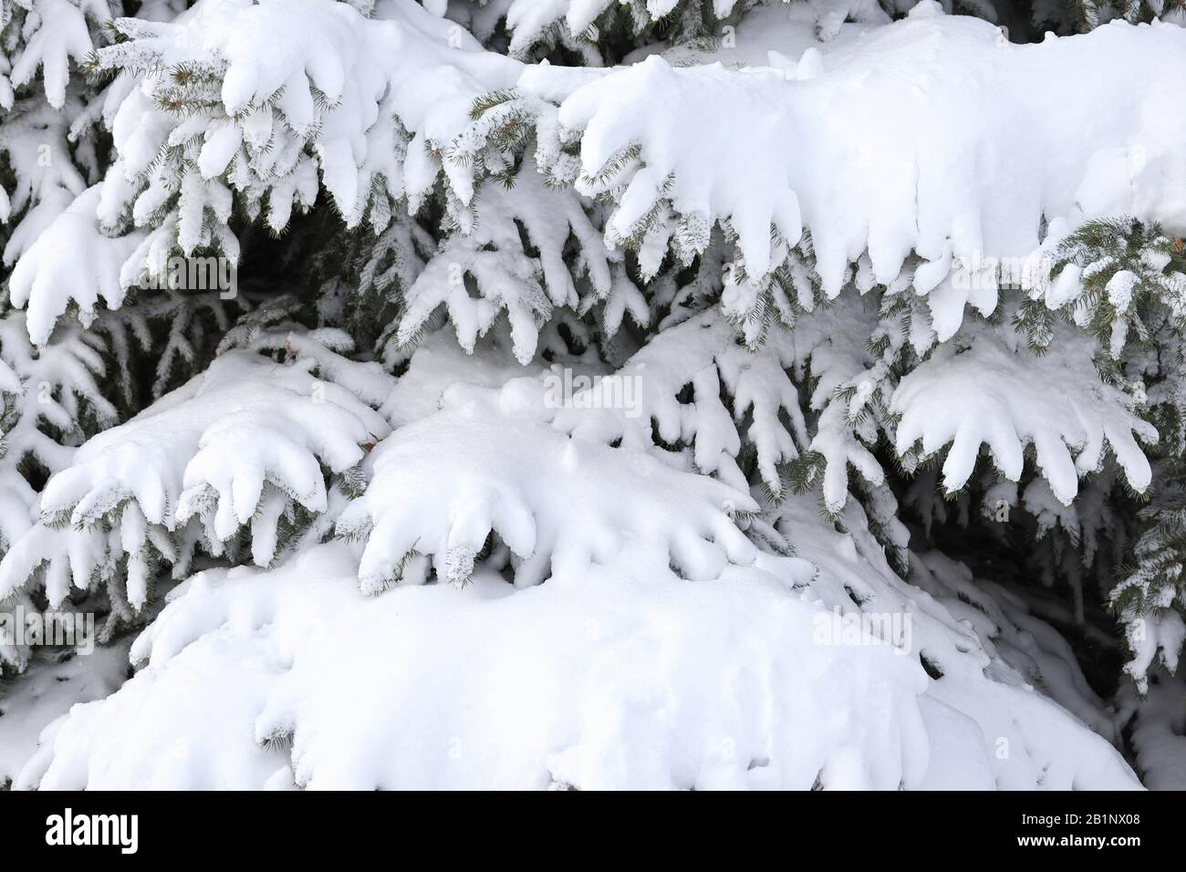 Heavy snow on and evergreen tree in winter. Stock Photo