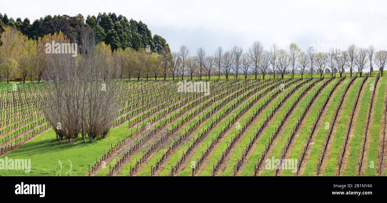 Vineyard near Margaret River Australia Stock Photo