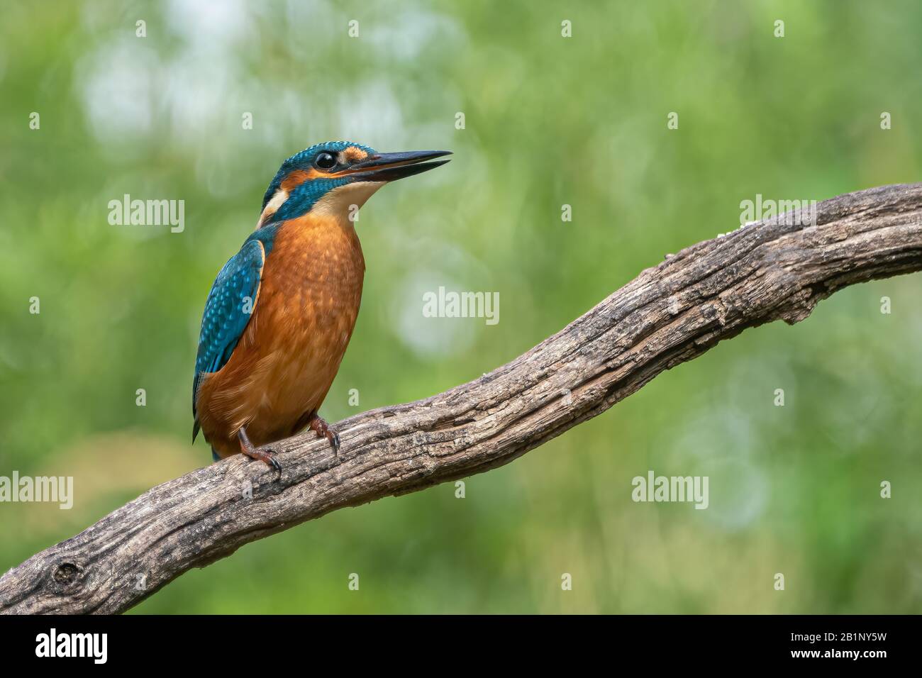 Common Kingfisher (Alcedo atthis) sitting on a branch above a pool in the forest of Overijssel (Twente) in the Netherlands. Green bokeh background. Stock Photo