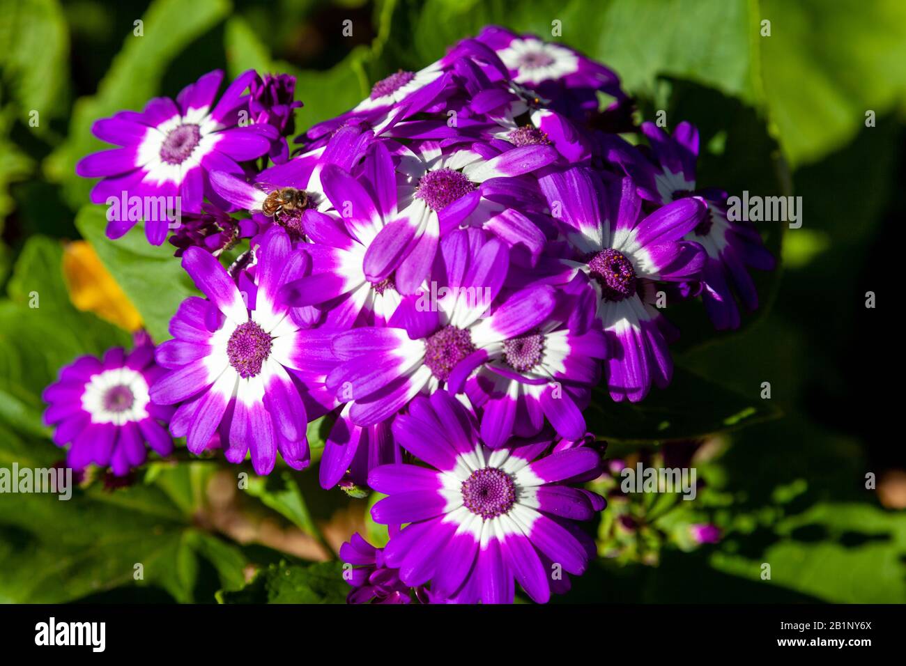 closeup of a beautiful daisy Stock Photo