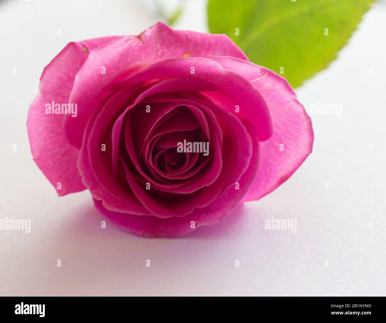 a very lovely pink rose Stock Photo - Alamy