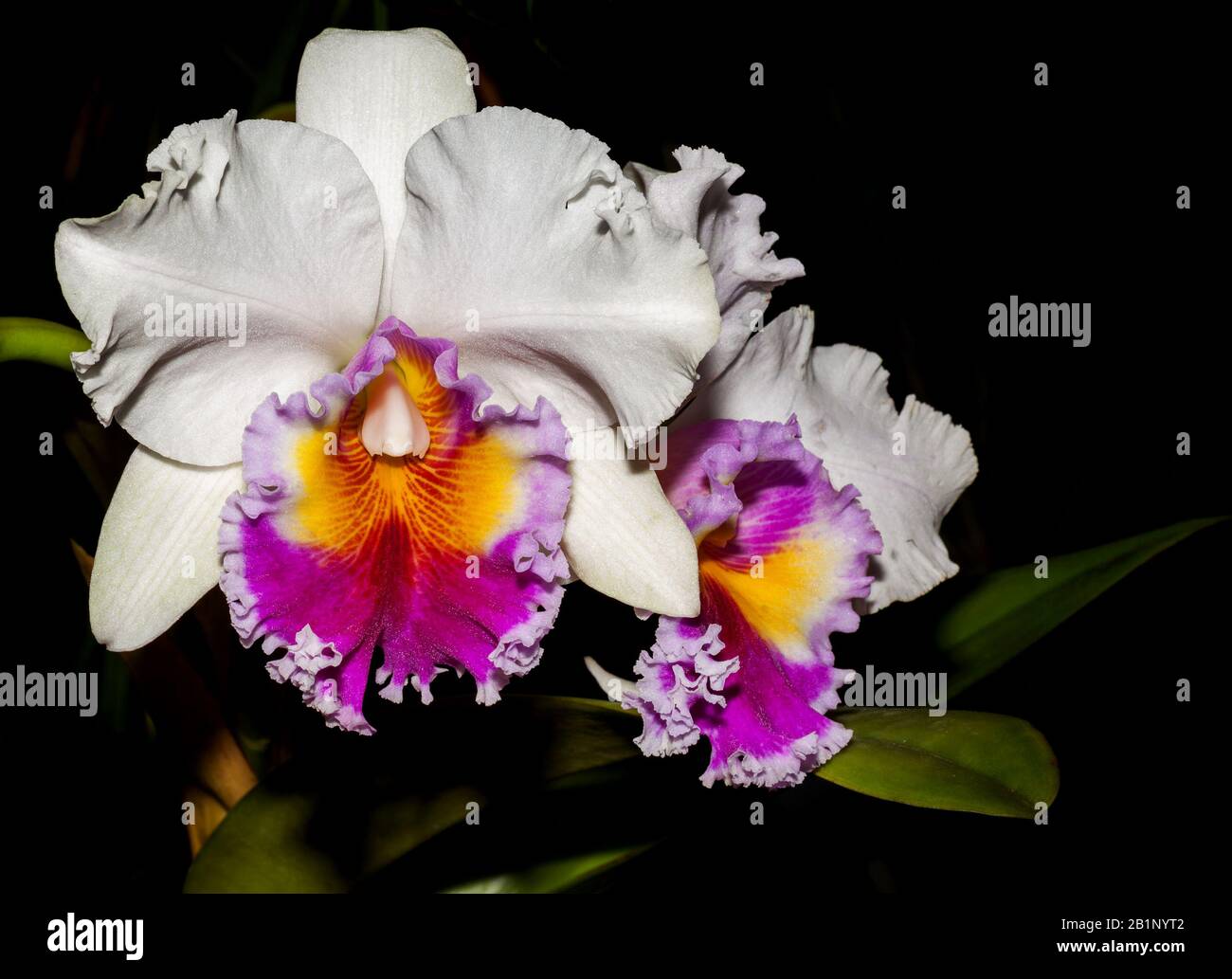 The Orchidaceae are a diverse and widespread family of flowering plants, with blooms that are often colourful and fragrant, commonly known as the orch Stock Photo