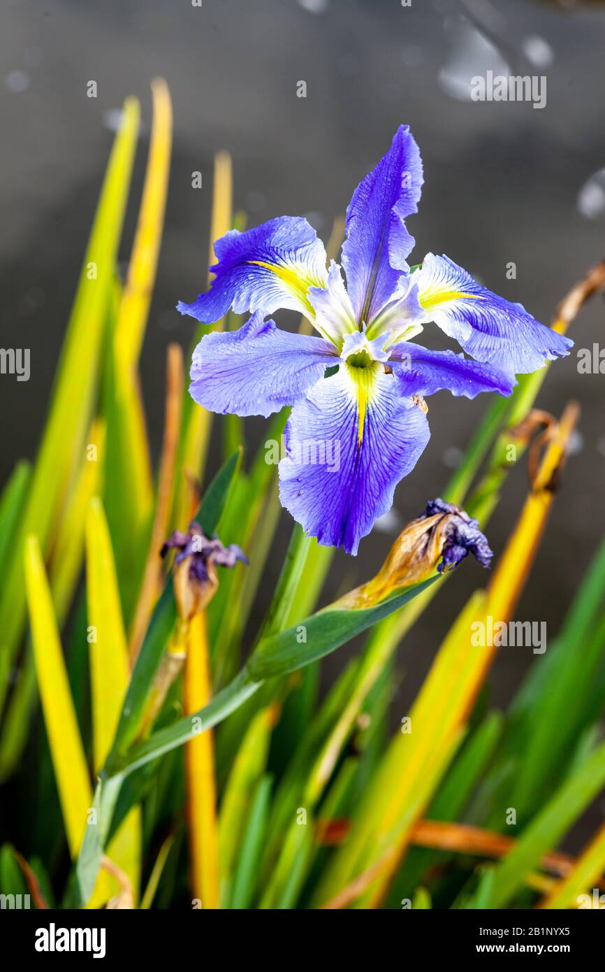 Iris is a genus of 260–300 species of flowering plants with showy flowers. It takes its name from the Greek word for a rainbow, Stock Photo