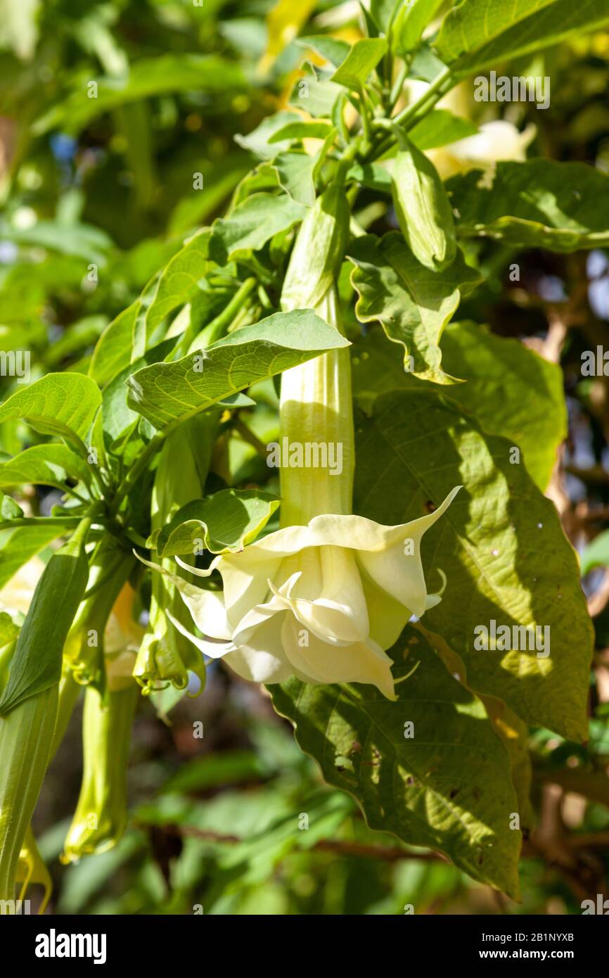 Brugmansia is a genus of seven species of flowering plants in the family Solanaceae. They are woody trees or shrubs, with pendulous flowers, and have Stock Photo