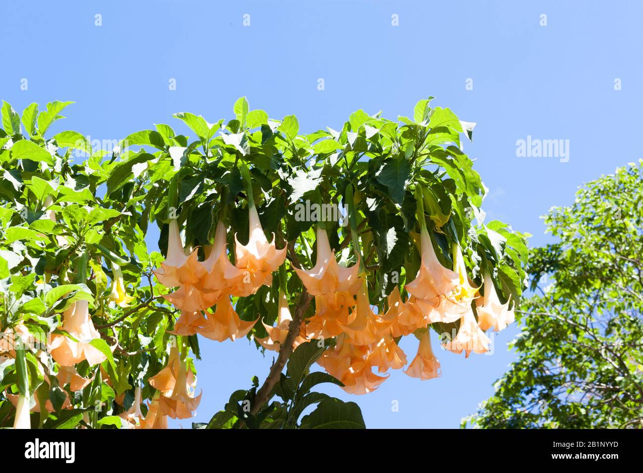 Brugmansia is a genus of seven species of flowering plants in the family Solanaceae. They are woody trees or shrubs, with pendulous flowers, and have Stock Photo