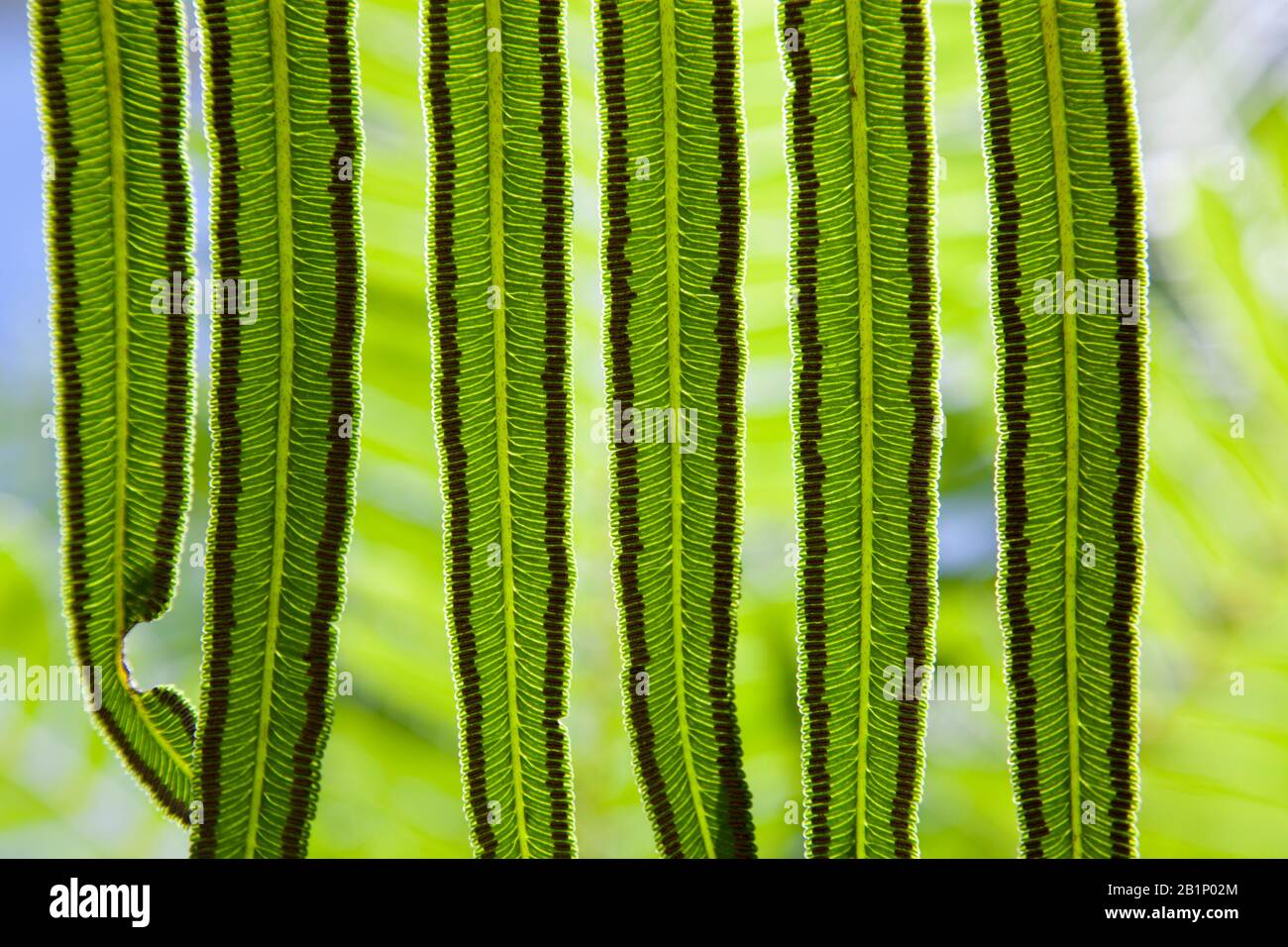 fern with spores on underside Stock Photo