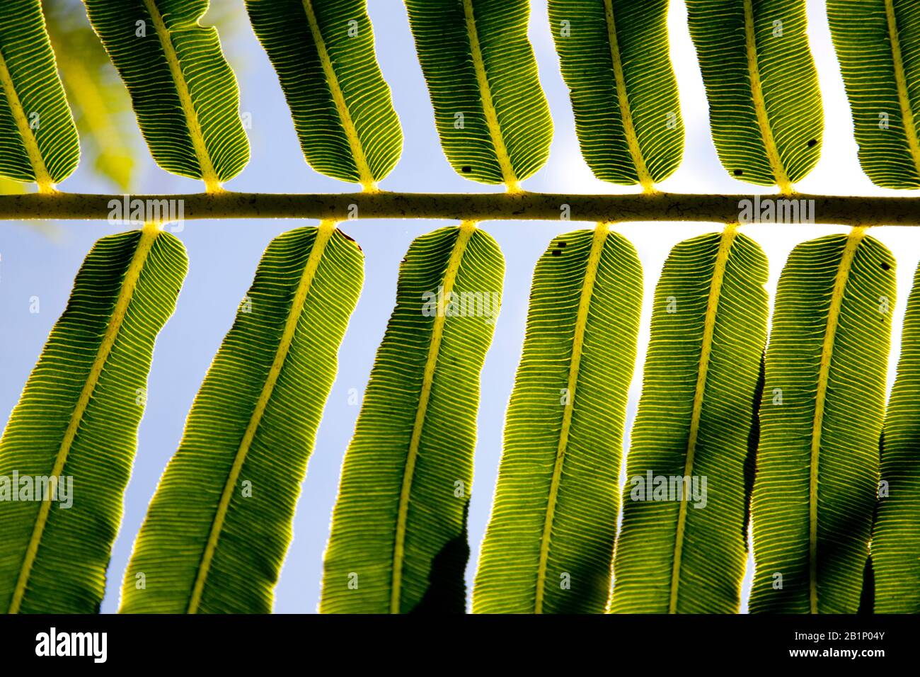fern with spores on underside Stock Photo