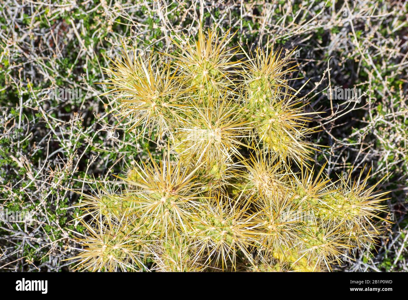 Jumping cholla cactus grows surrounded by creosote bush Stock Photo Alamy