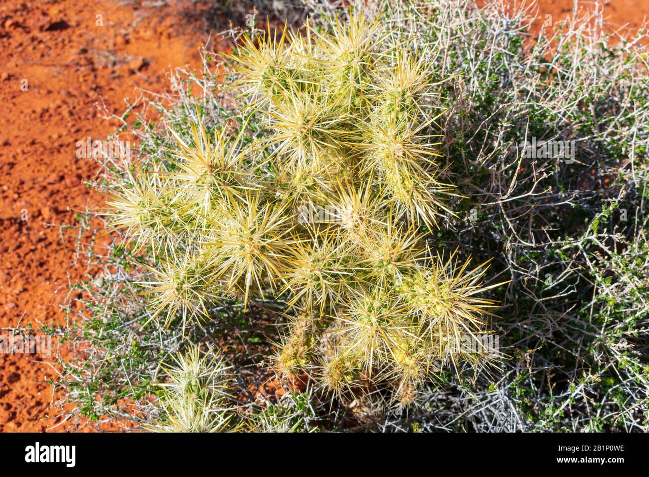Jumping cholla cactus grows surrounded by creosote bush. Stock Photo
