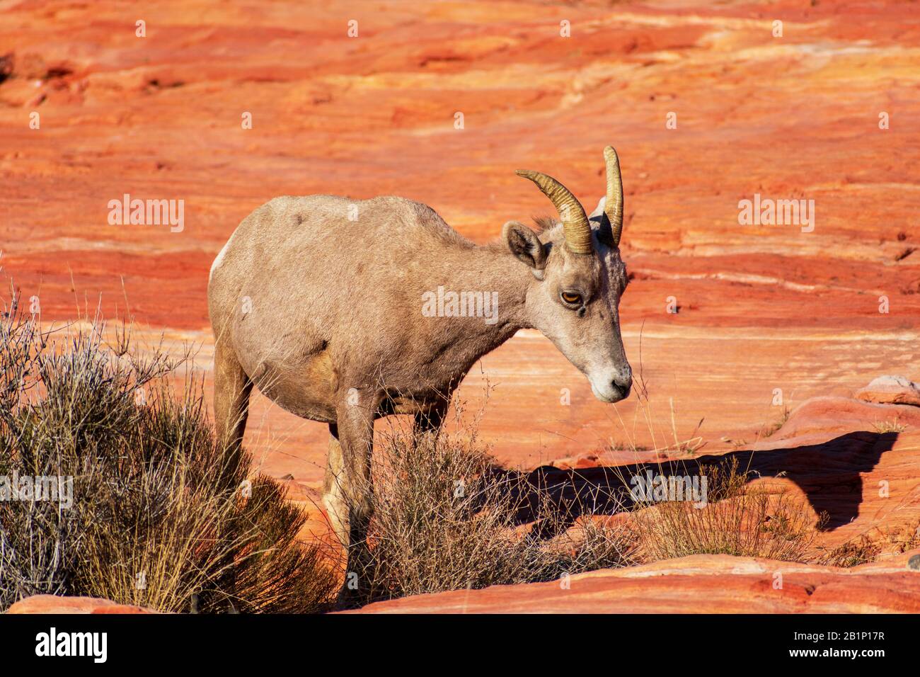 Big eyed desert bighorn sheep, ovis canadensis nelsoni, grazes on rocky and desert landscape in Valley of Fire State Park. The animal is the official Stock Photo