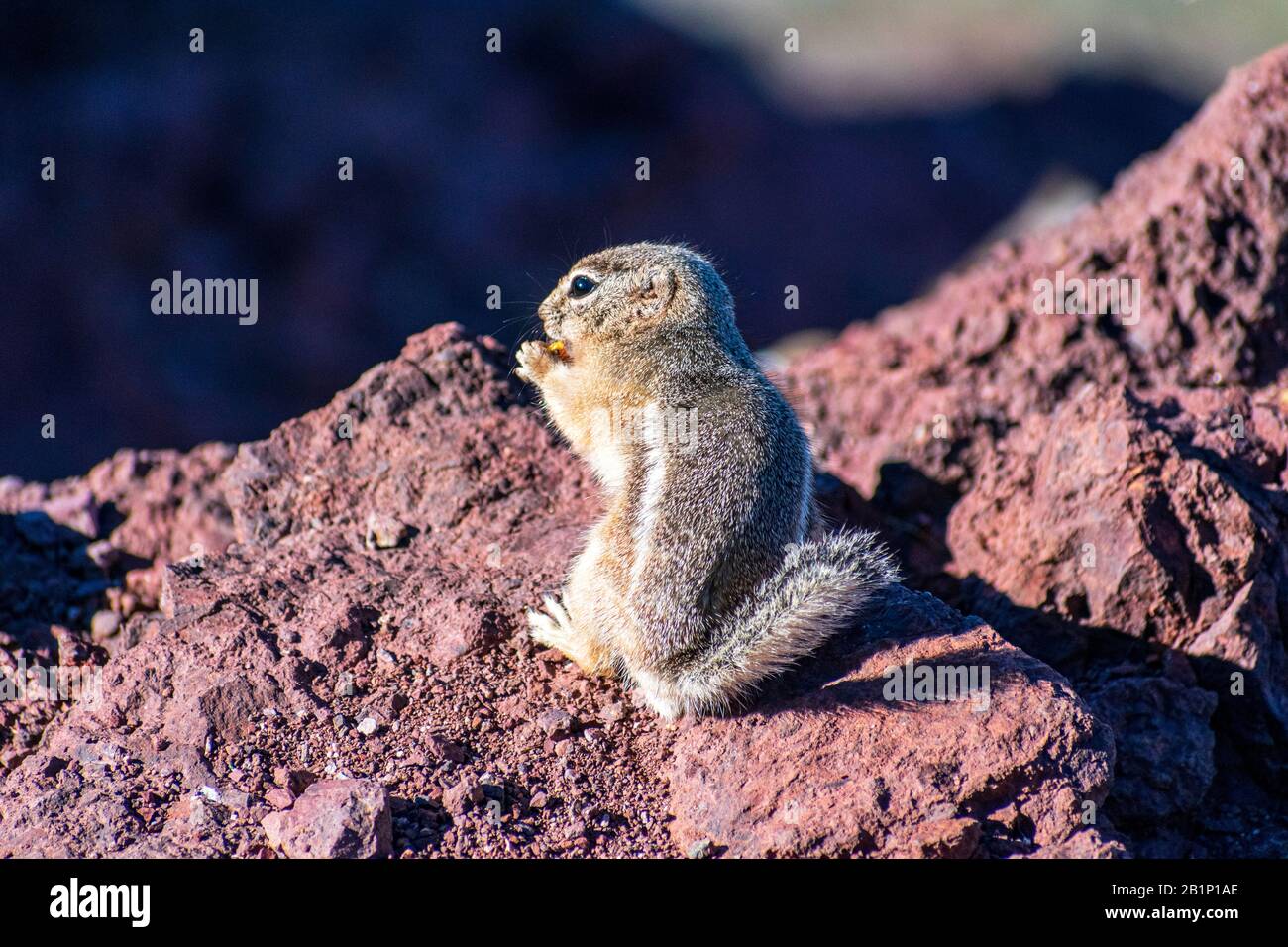 Close up. White-tailed antelope squirrel eats food standing on hind