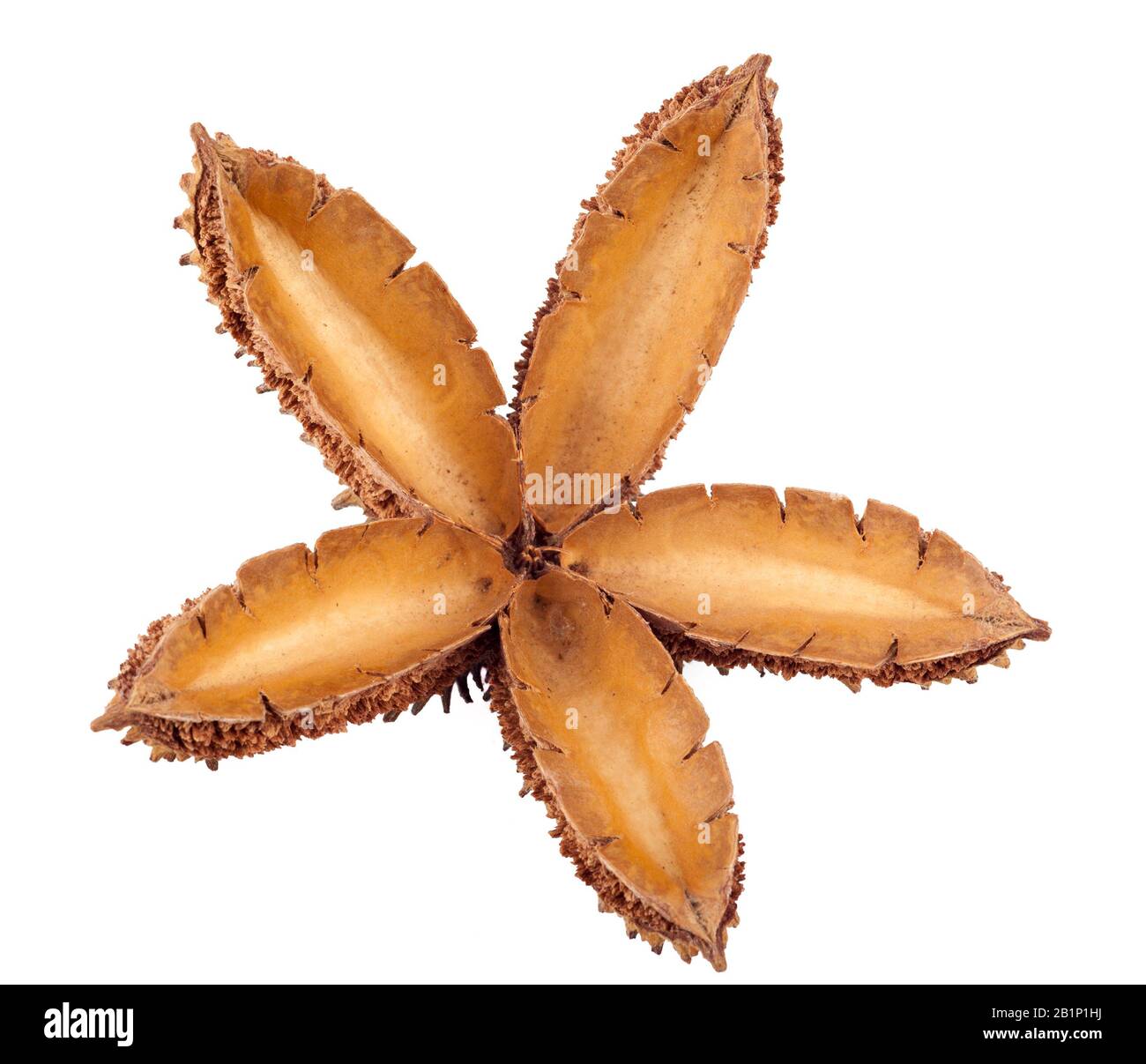 Velcro seeds hi-res stock photography and images - Alamy