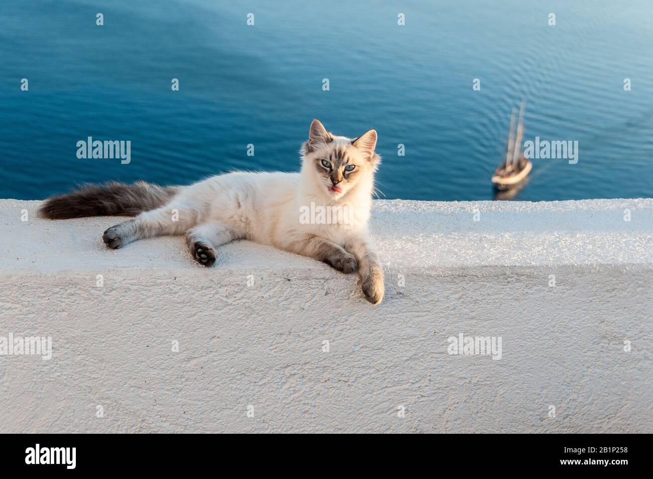 Santorini cats relaxing on white wall against Aegean Sea Stock Photo