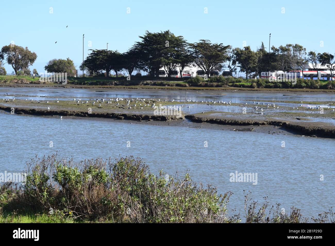 Shorebirds wading in an estuary near the San Francisco Bay Trail. Stock Photo