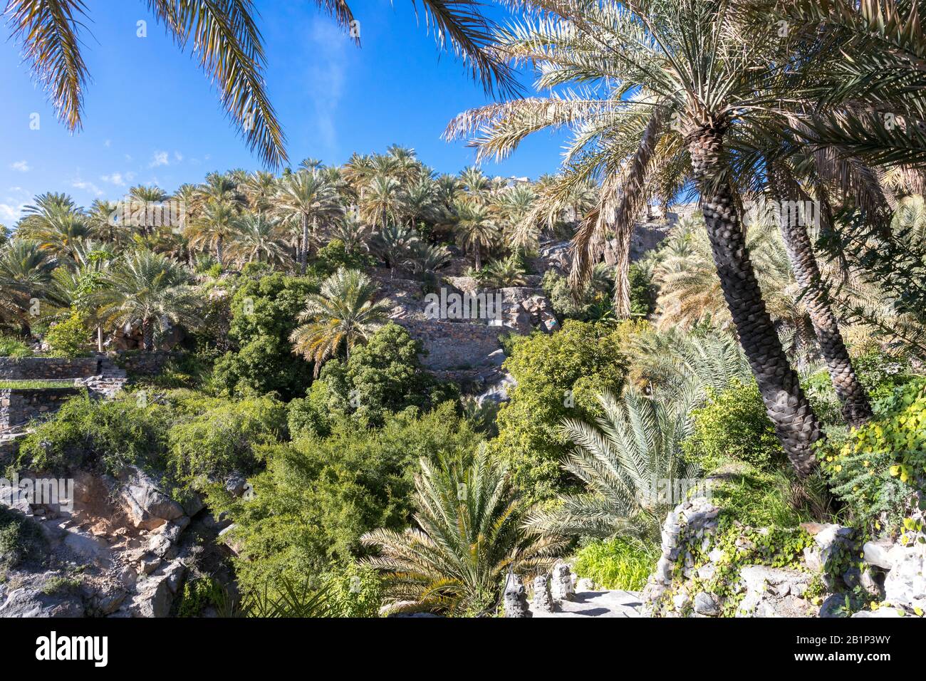 Misfat al Abriyyin in the Hajar Mountains, Oman. Date palm tree oasis