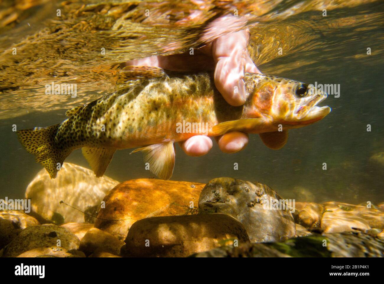 A westslope cutthroat trout being released back into the creek. The fish was caught on a wet fly, Granite County, Montana Stock Photo