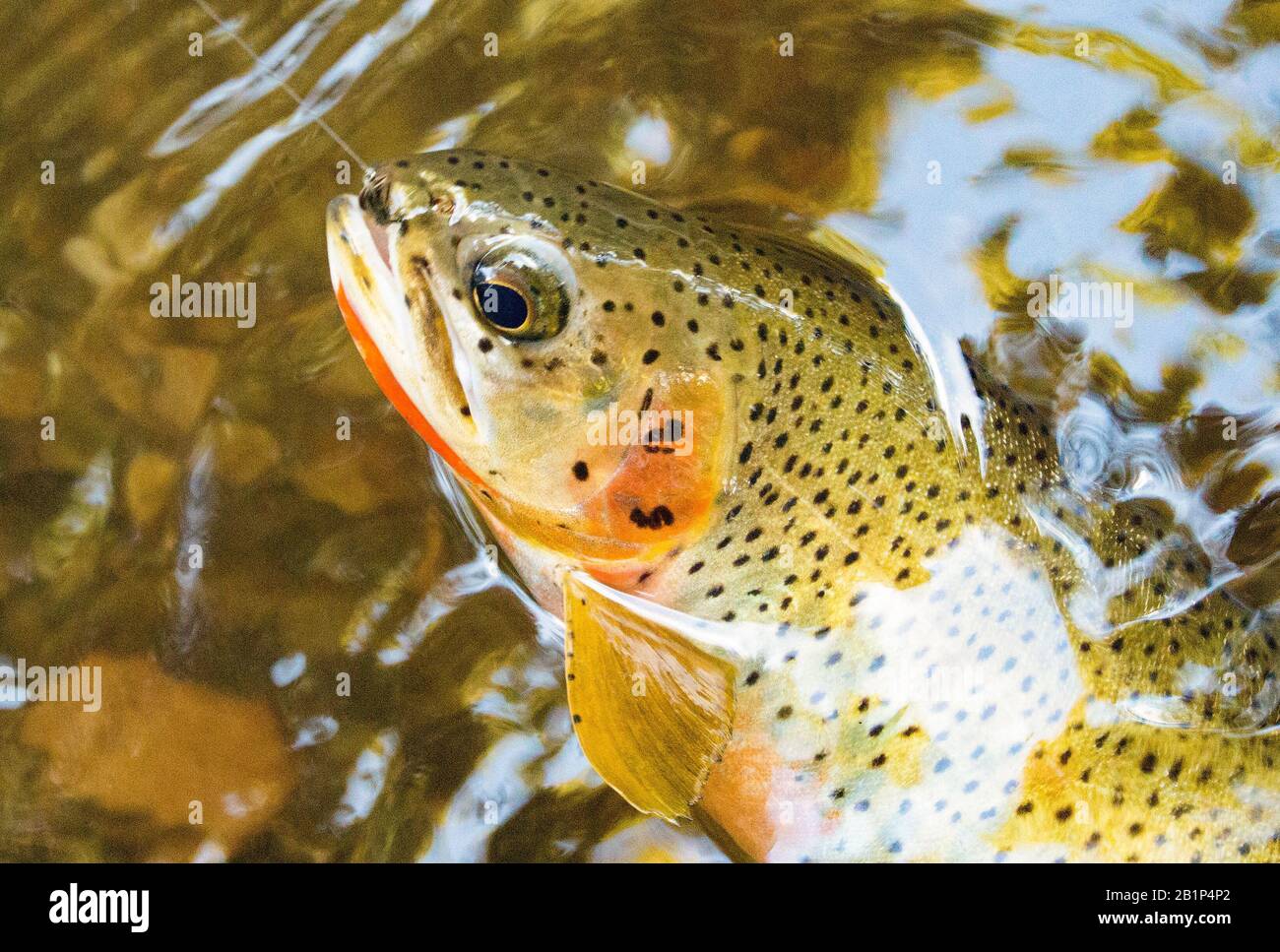 A westslope cutthroat trout caught on a #10 Gray Wool Body Pheasant wet