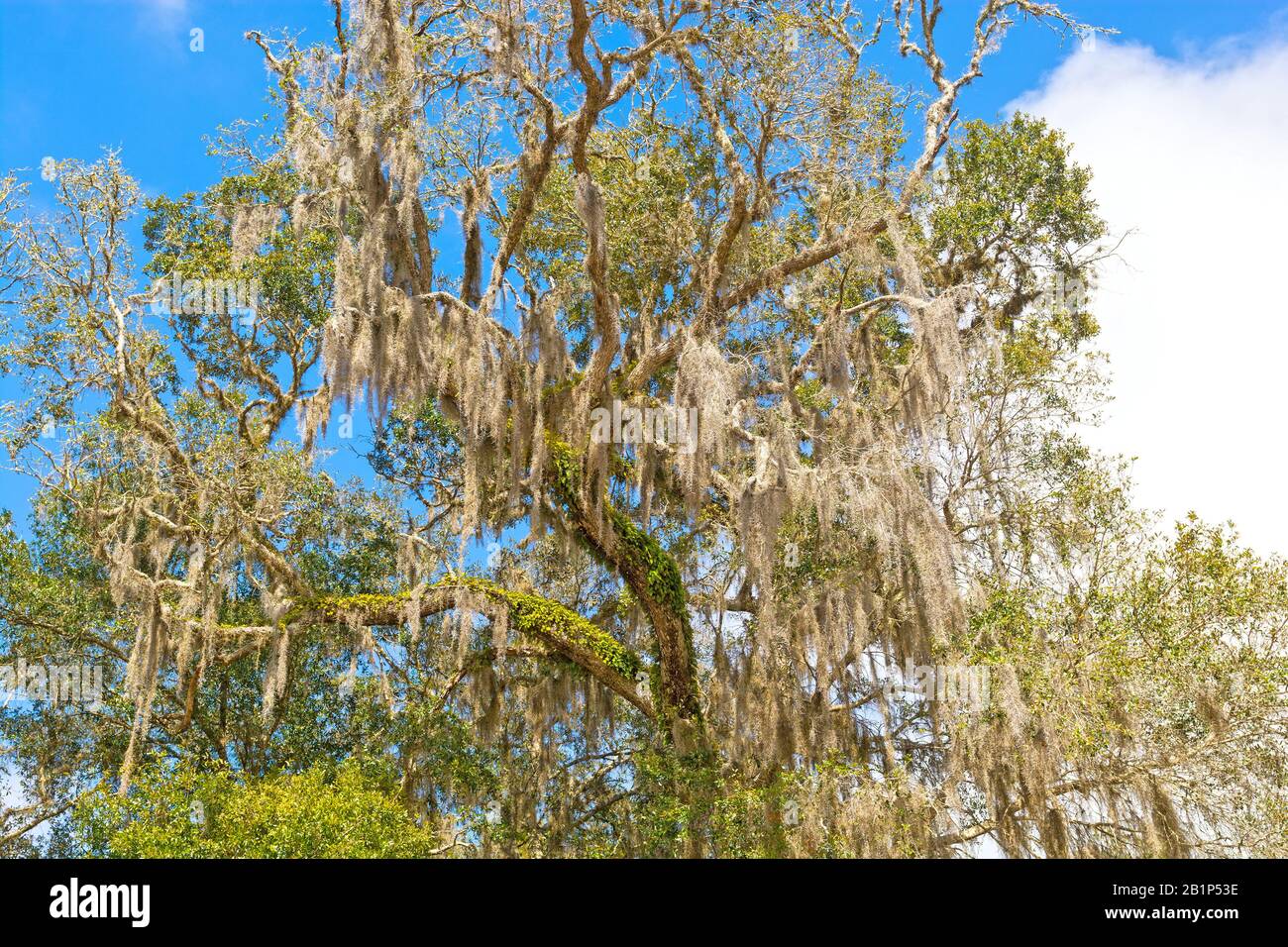 Spanish Moss is a Southern Tree in Florida Stock Photo Alamy