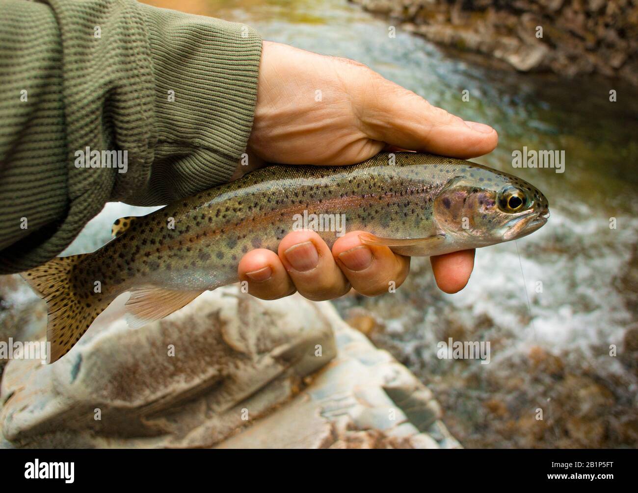 A native redband rainbow trout caught on a olive partridge sakasa kebari  wet fly, on Callahan Creek at the Big Eight Mine, west of Troy, Montana  Stock Photo - Alamy