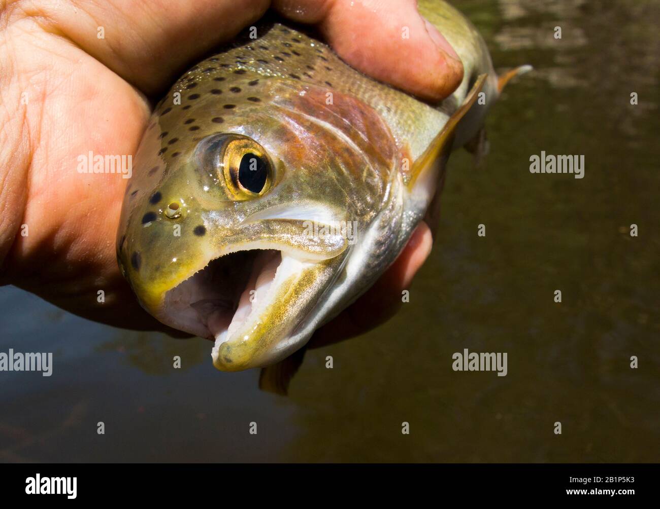A rainbow trout caught on a stretch of Valley of the Moon using a black and  partridge soft hackle sekasa kebari fly. Granite County, Montana Stock  Photo - Alamy