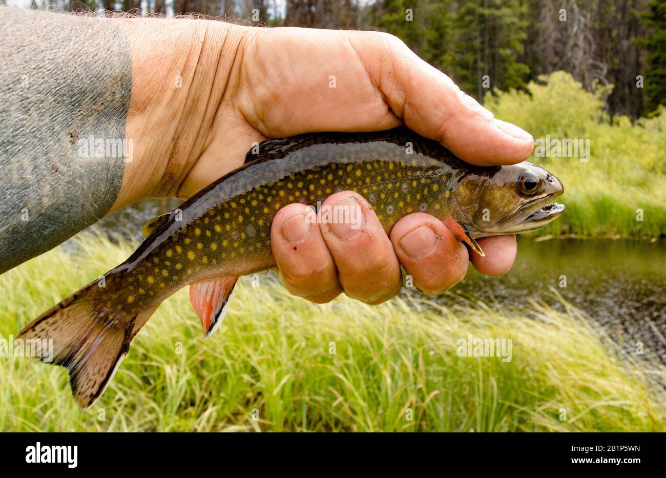 A brook trout caught on a light dun body, partridge soft hackle wet fly