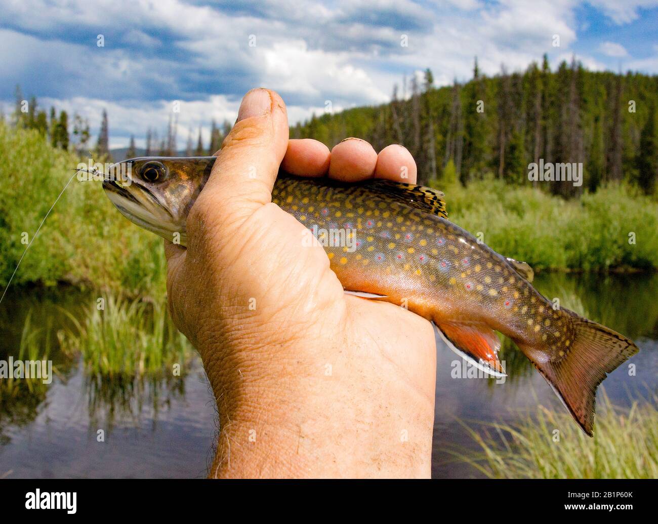 A brook trout caught on an olive body, partridge soft hackle wet fly, in a beaver pond on Elk Creek, Granite County, Montana Stock Photo