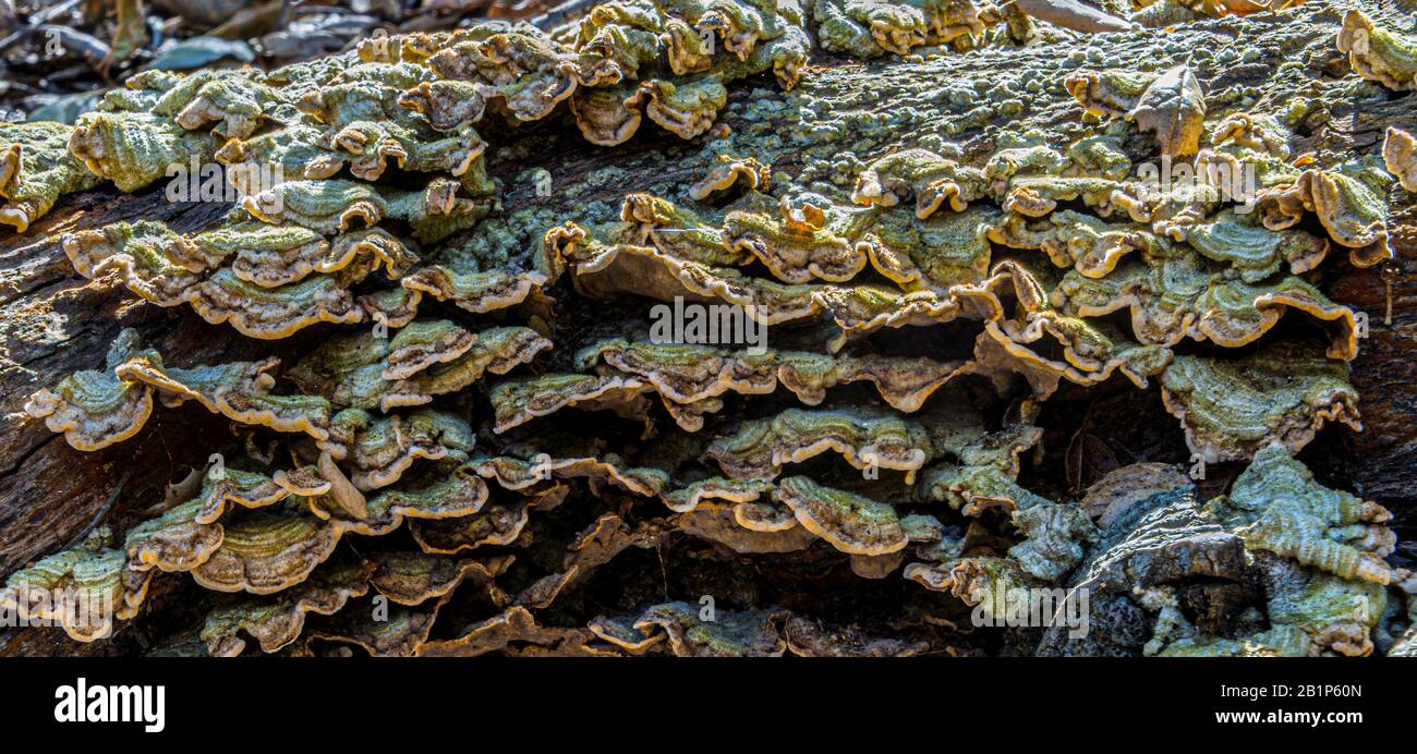 fungus growing on rotting tree Stock Photo