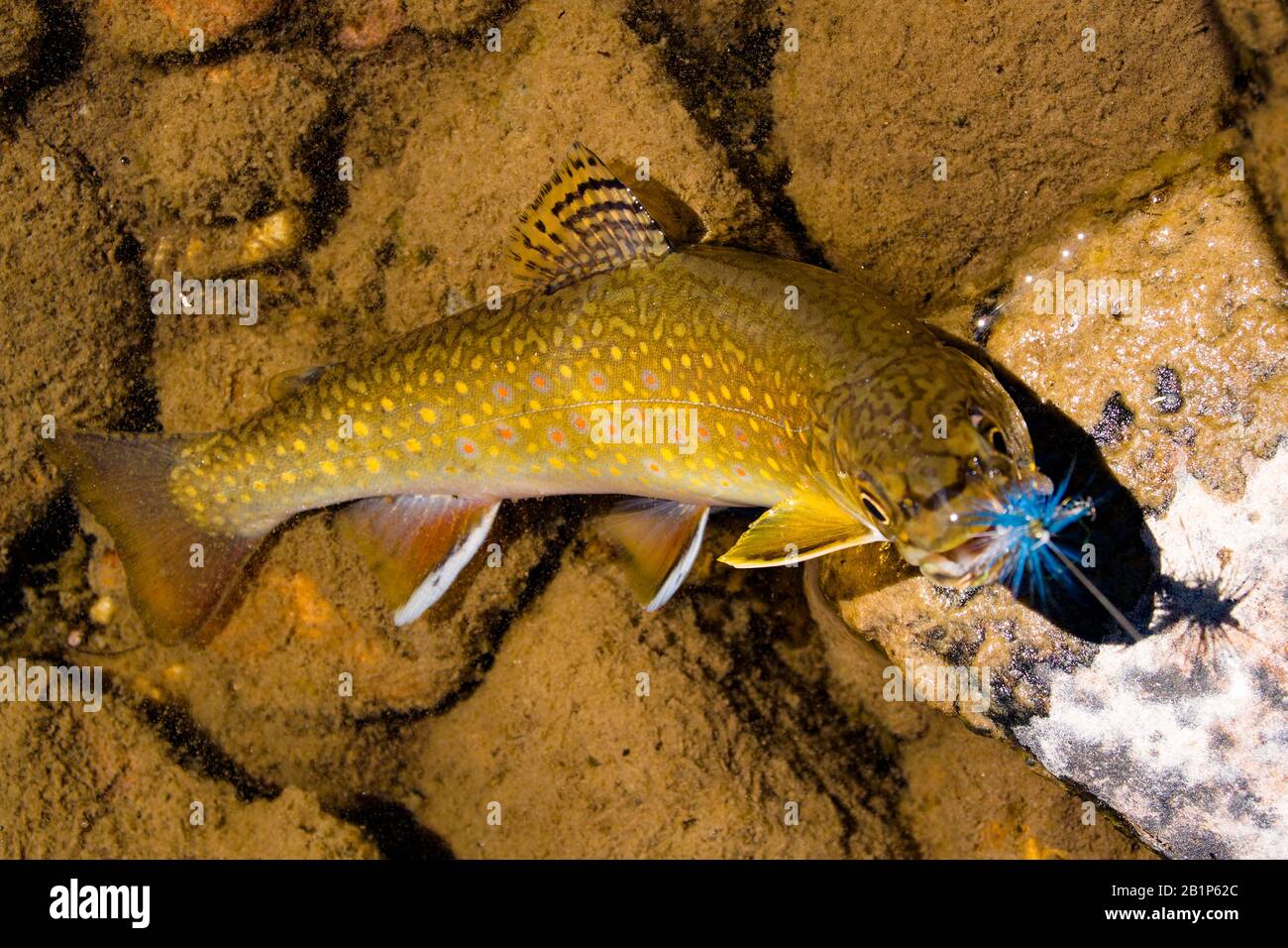 A brook trout caught on a #12 Blue Hackle Olive Stimulator dry fly, on the Middle Fork of Rock Creek, above Placer Creek, in Granite County, Montana Stock Photo