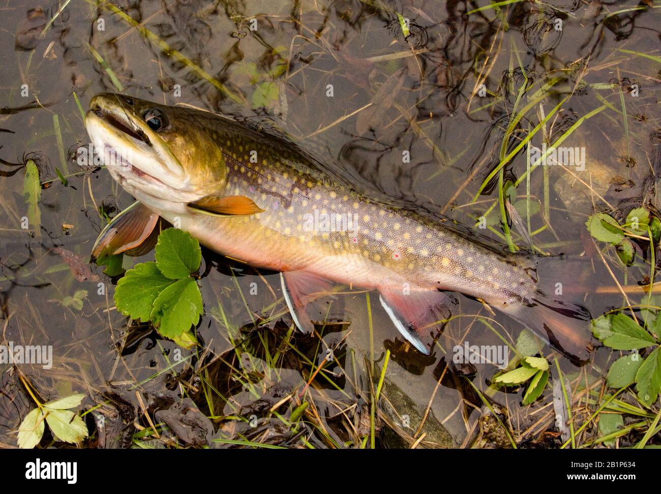 A brook trout caught on a brown pesca a mosca soft hackle wet fly in a beaver pond on Upper Willow Creek, Granite County, Montana Stock Photo