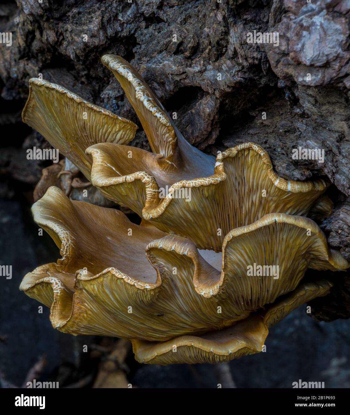 fungus growing on rotting tree Stock Photo