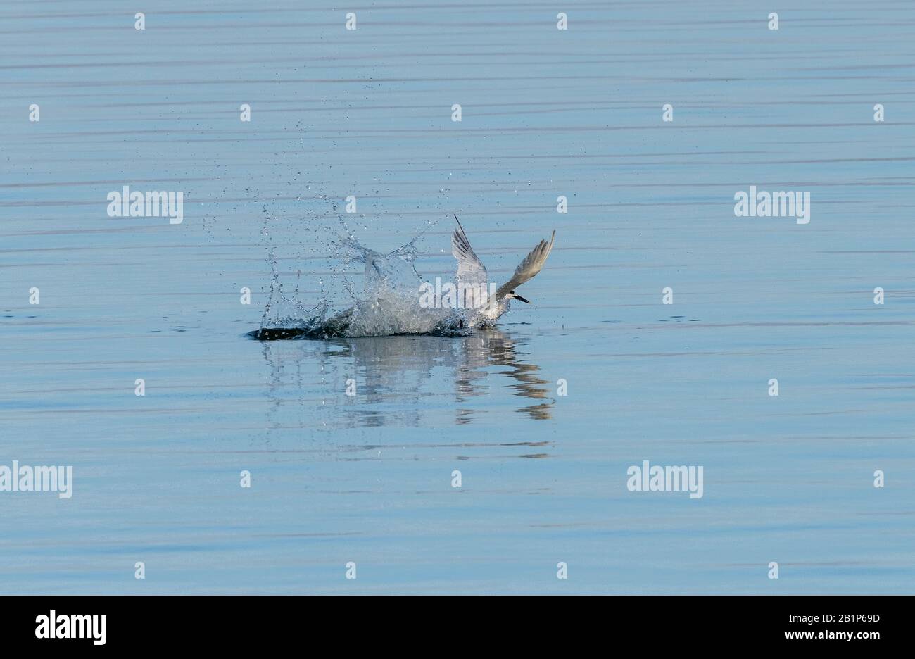 Sandwich tern, Thalasseus sandvicensis, in flight, taking off after dive; wintering in Greece. Stock Photo