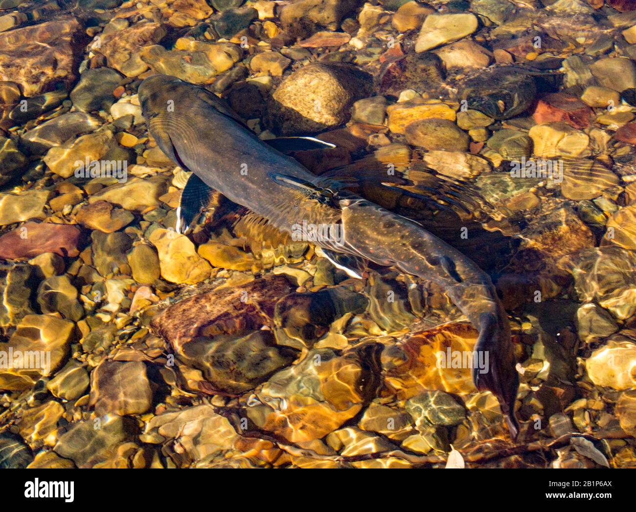 A large bull trout swimming in the East Fork Reservoir after being released. Granite County, Montana Stock Photo