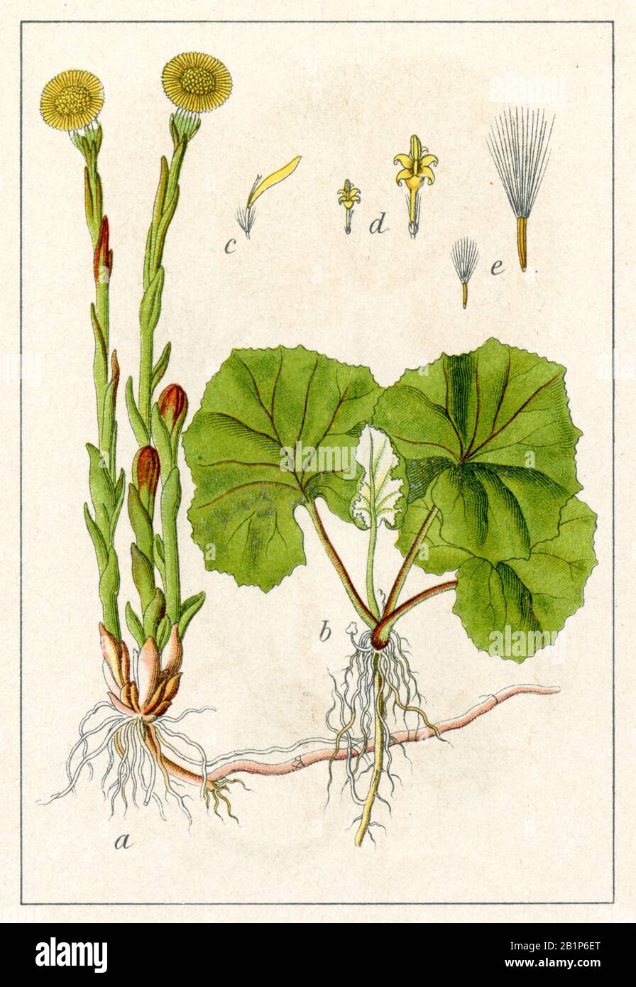 Coltsfoot Tussilago farfara,  (botany book, 1905) Stock Photo