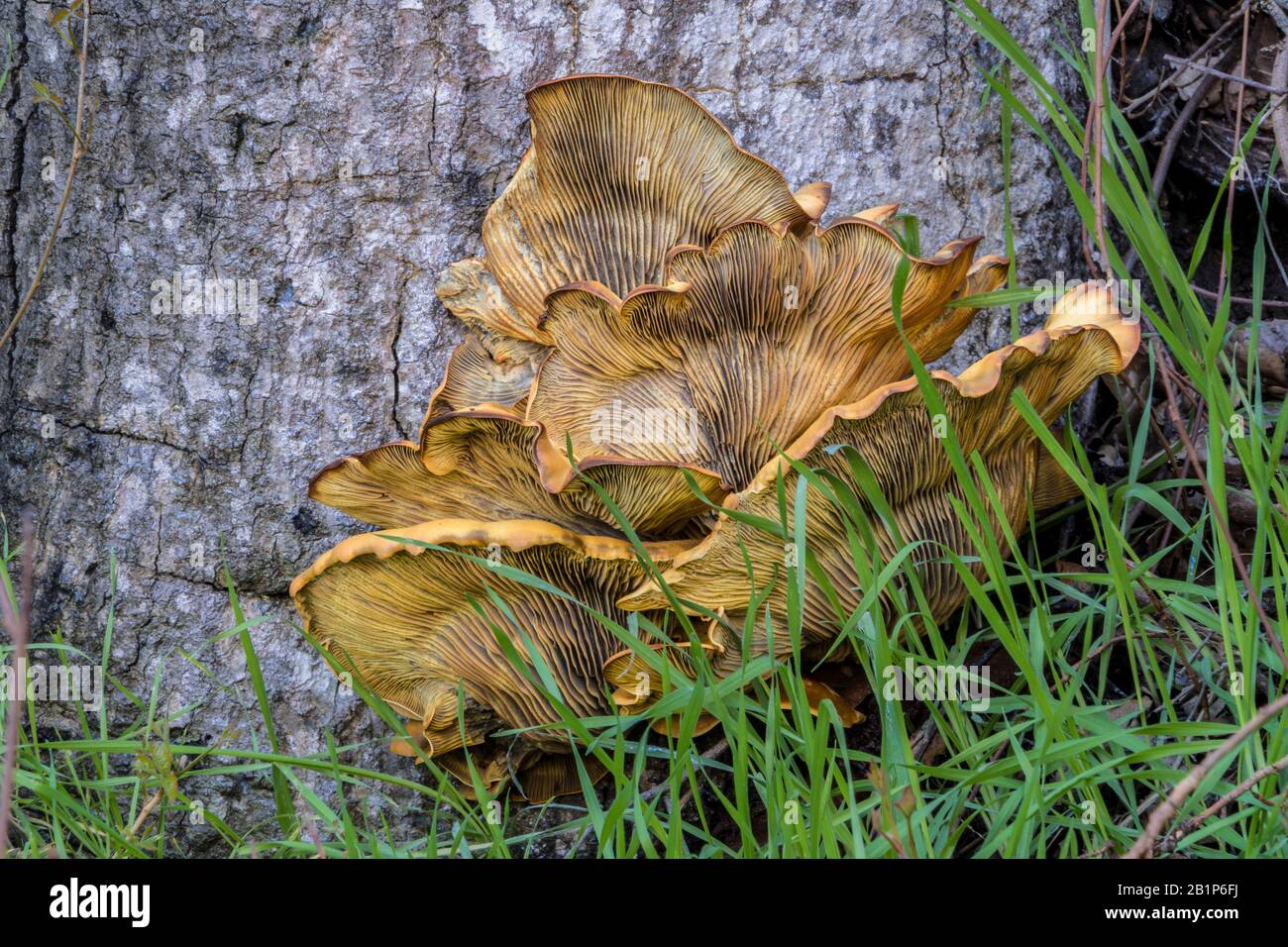fungus growing on dead tree Stock Photo
