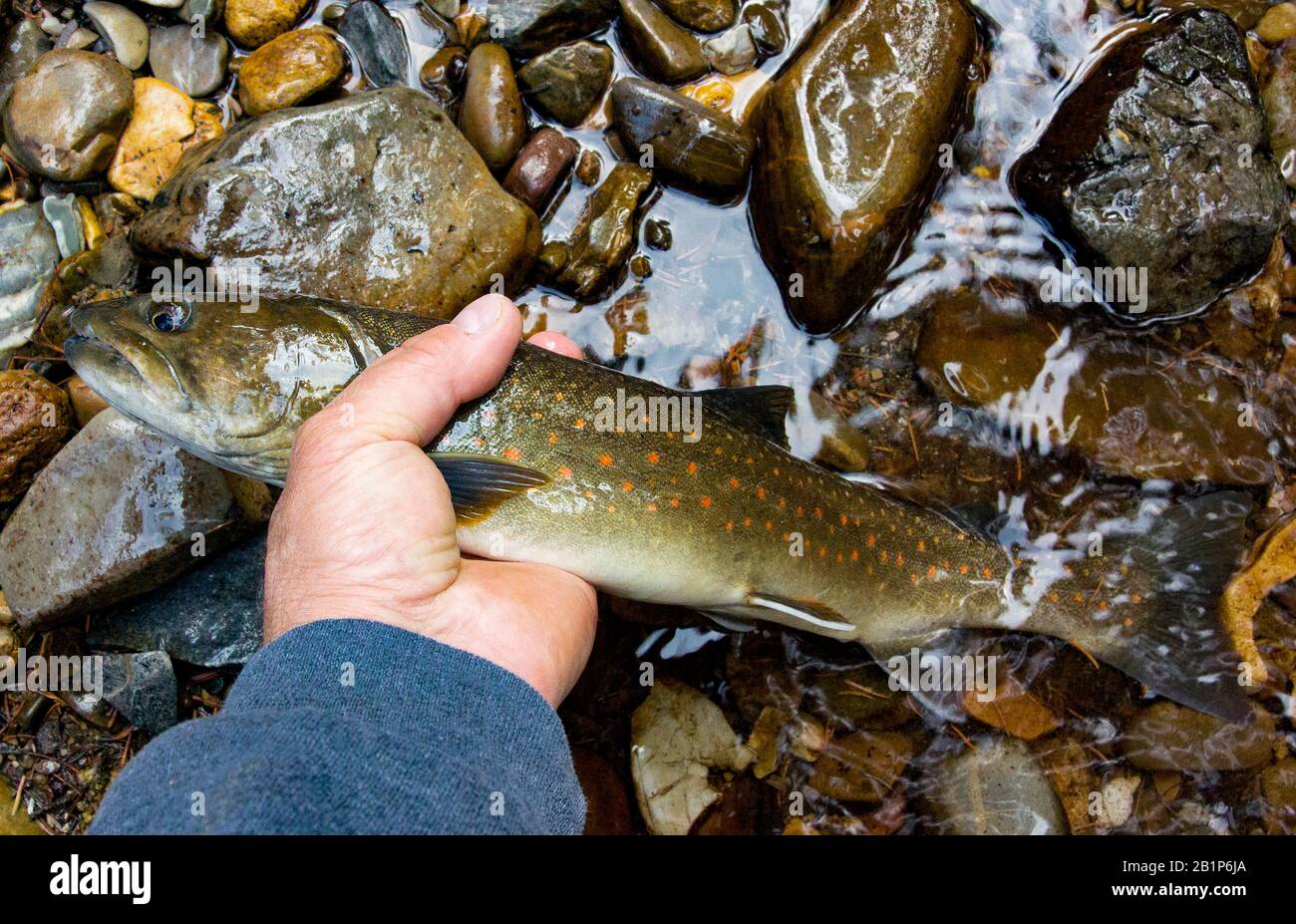 A bull trout caught on the upper stretch of the East Fork of Rock Creek in Granite County, in the western Rocky Mountains of Montana. Stock Photo