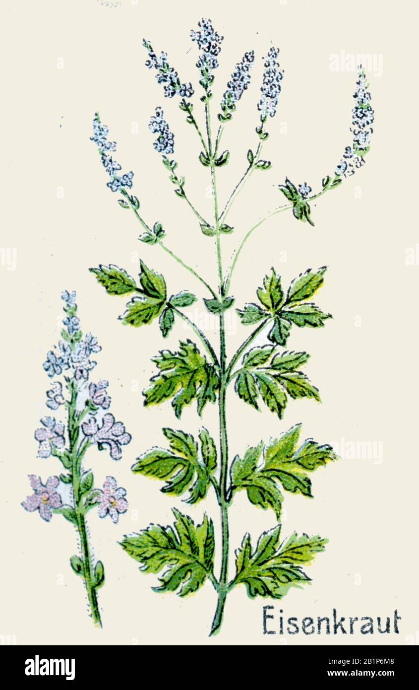 vervain Verbena officinalis,  (botany book, 1908) Stock Photo